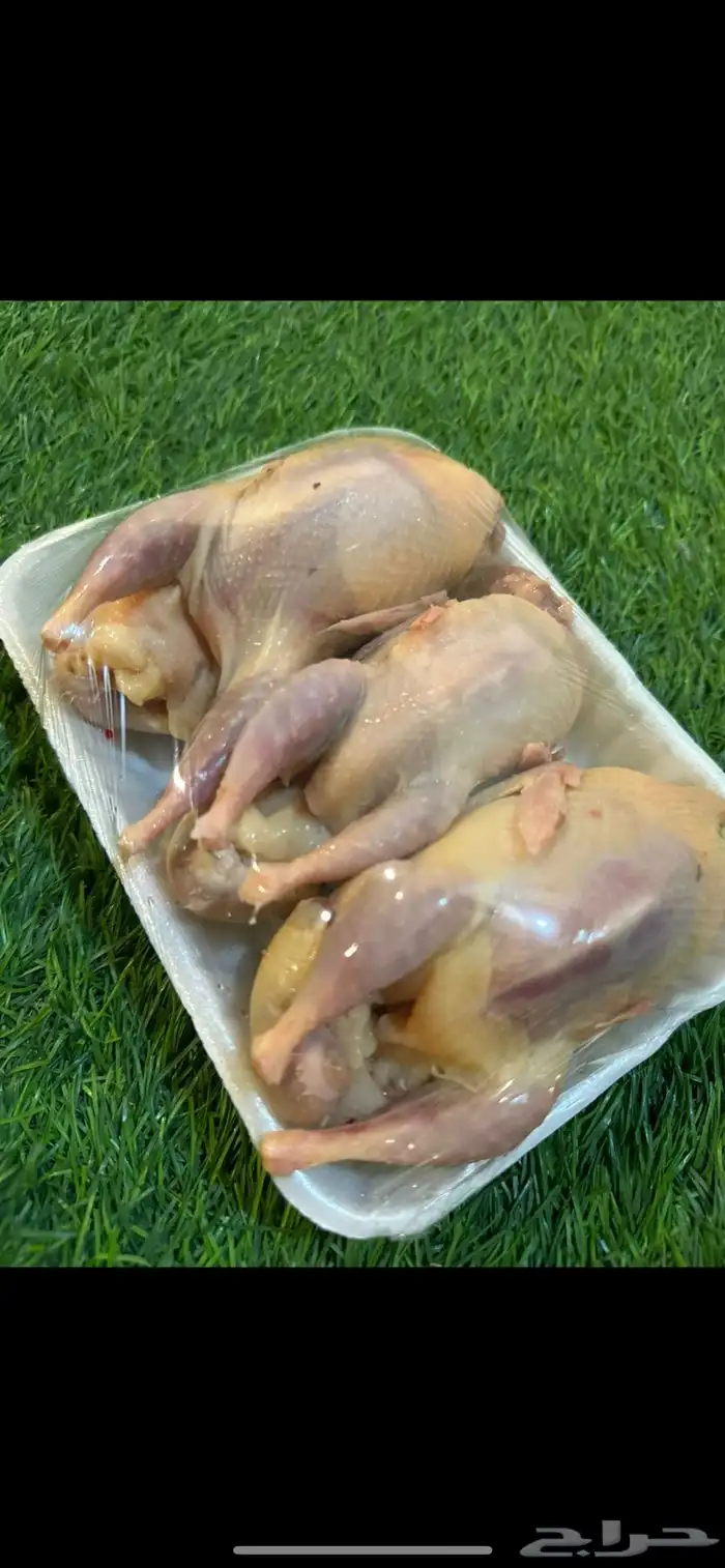 سمان فري مريعي ذبح وتربيه 0