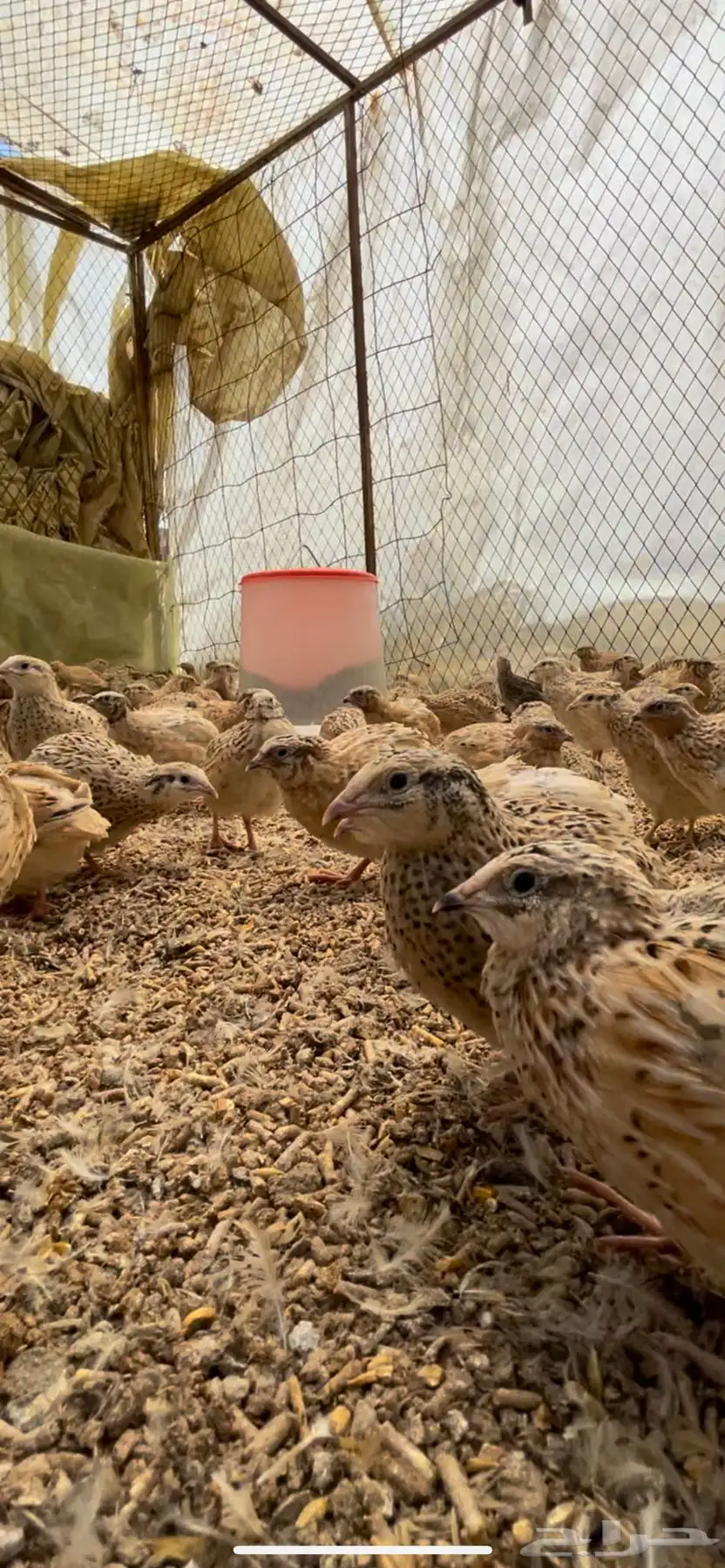 سمان فري مريعي ذبح وتربيه 3