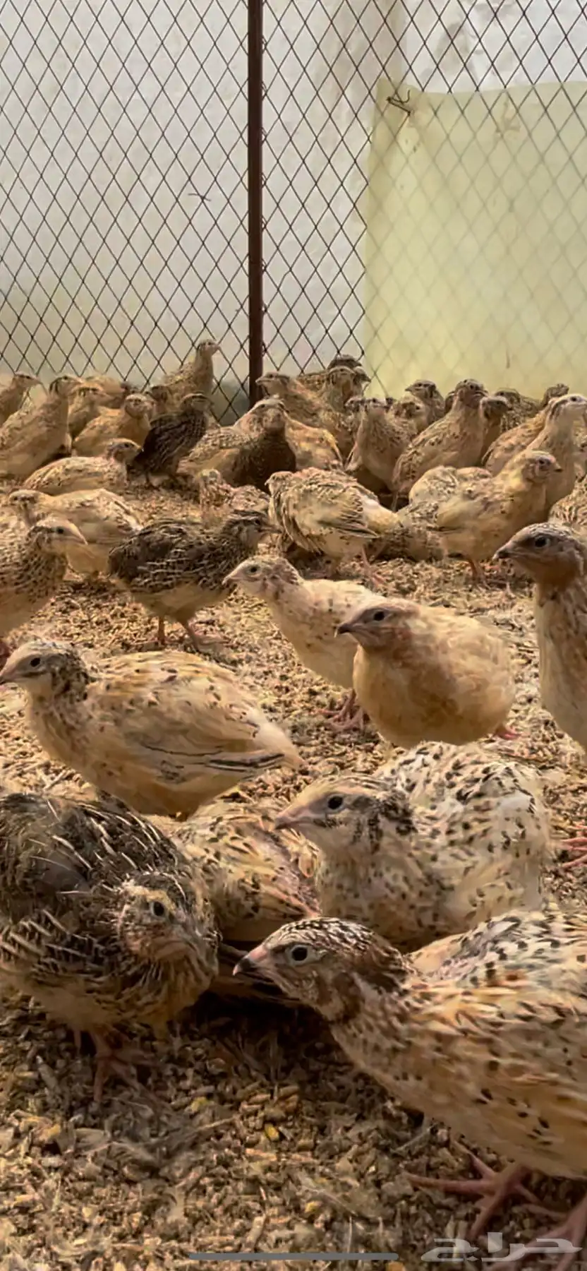 سمان فري مريعي ذبح وتربيه 1