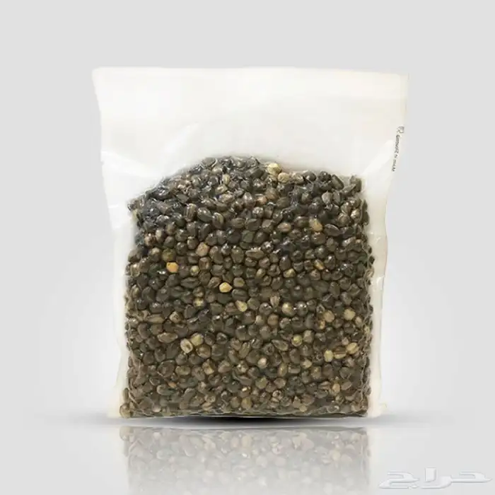 بذور المورينقا 0