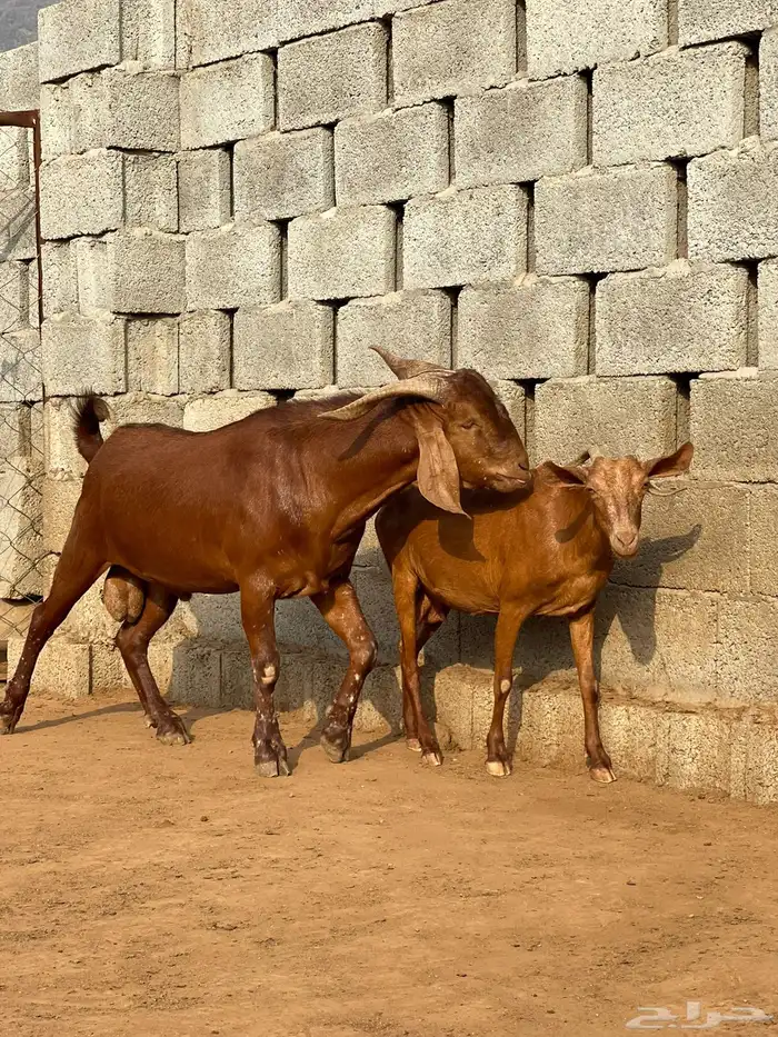 تيس هجين كلهاري ( تم البيع ) 0