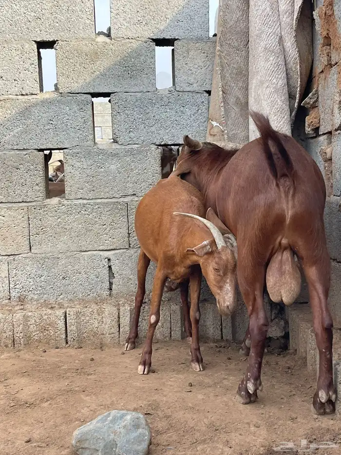 تيس هجين كلهاري ( تم البيع ) 1