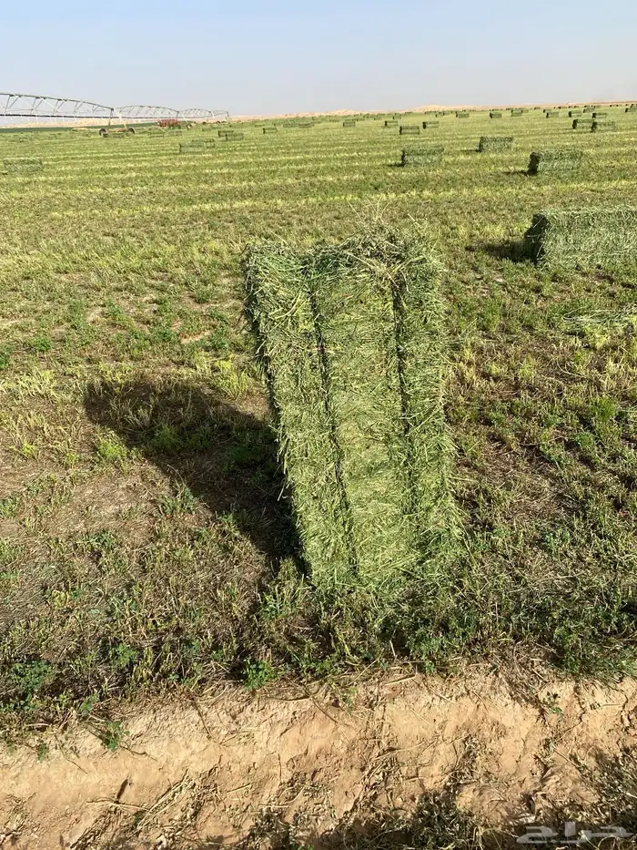 برسيم جندير متر وزن 30 5