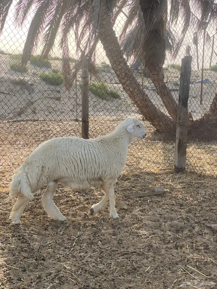 مشروع فحل معرف ( مباع ) 4