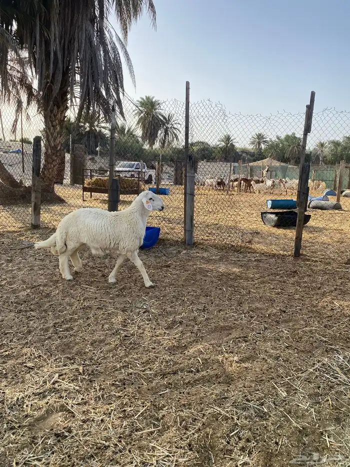 مشروع فحل معرف ( مباع ) 2