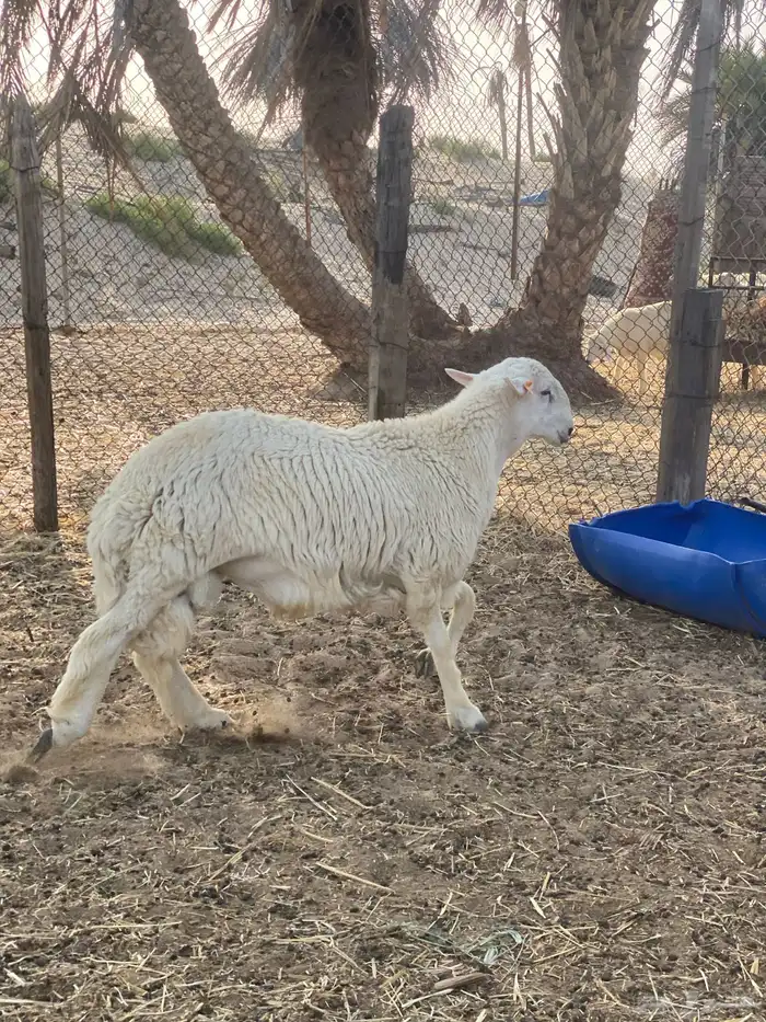 مشروع فحل معرف ( مباع ) 5