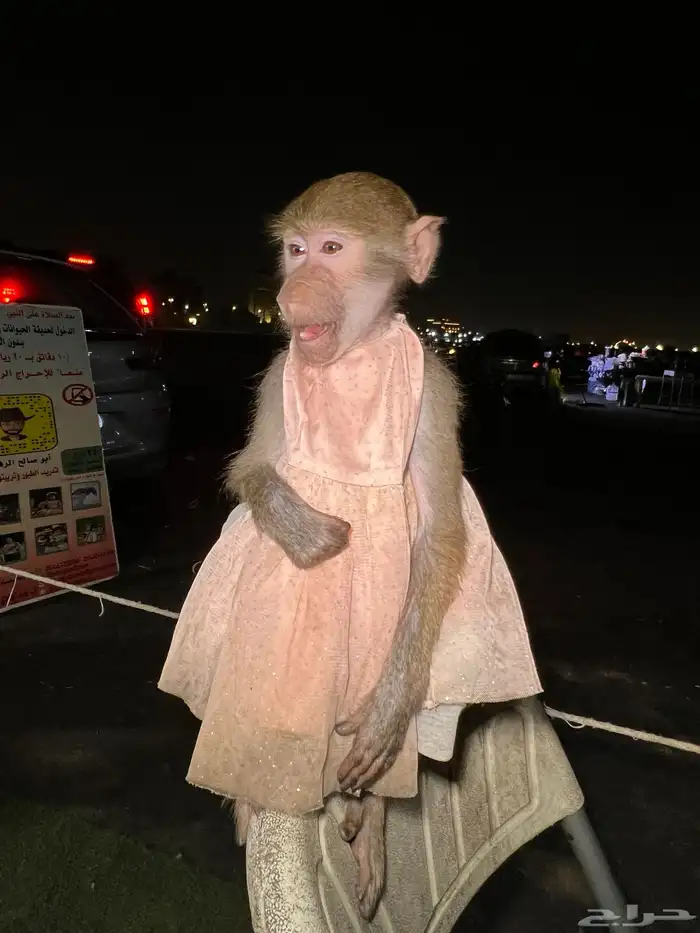 حديقة حيوانات متنقلة 5