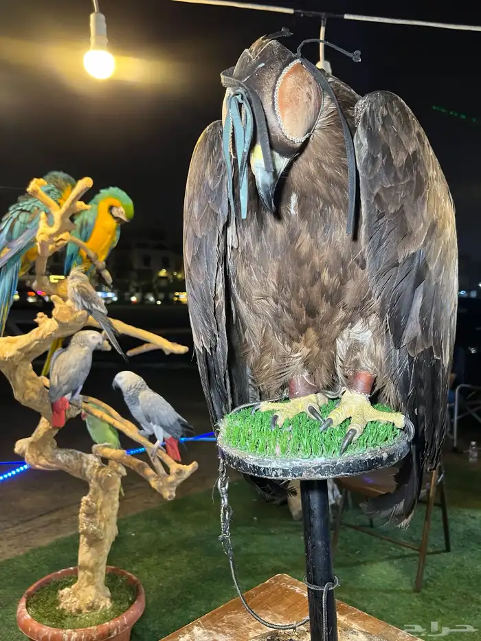 حديقة حيوانات متنقلة 4