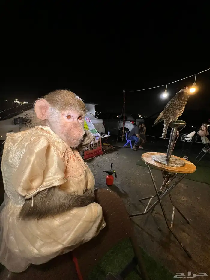 حديقة حيوانات متنقلة 1