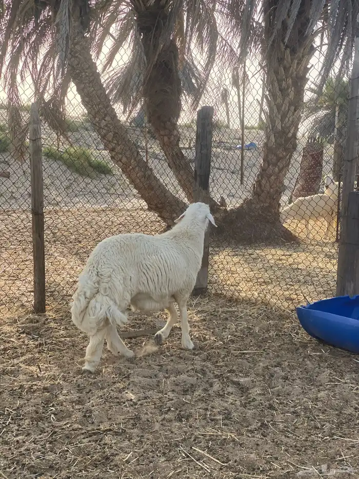 مشروع فحل معرف ( مباع ) 6