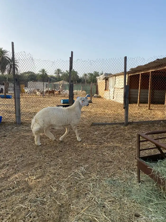 مشروع فحل معرف ( مباع ) 1