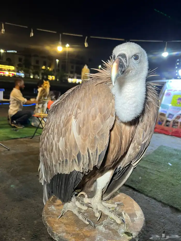 حديقة حيوانات متنقلة 7