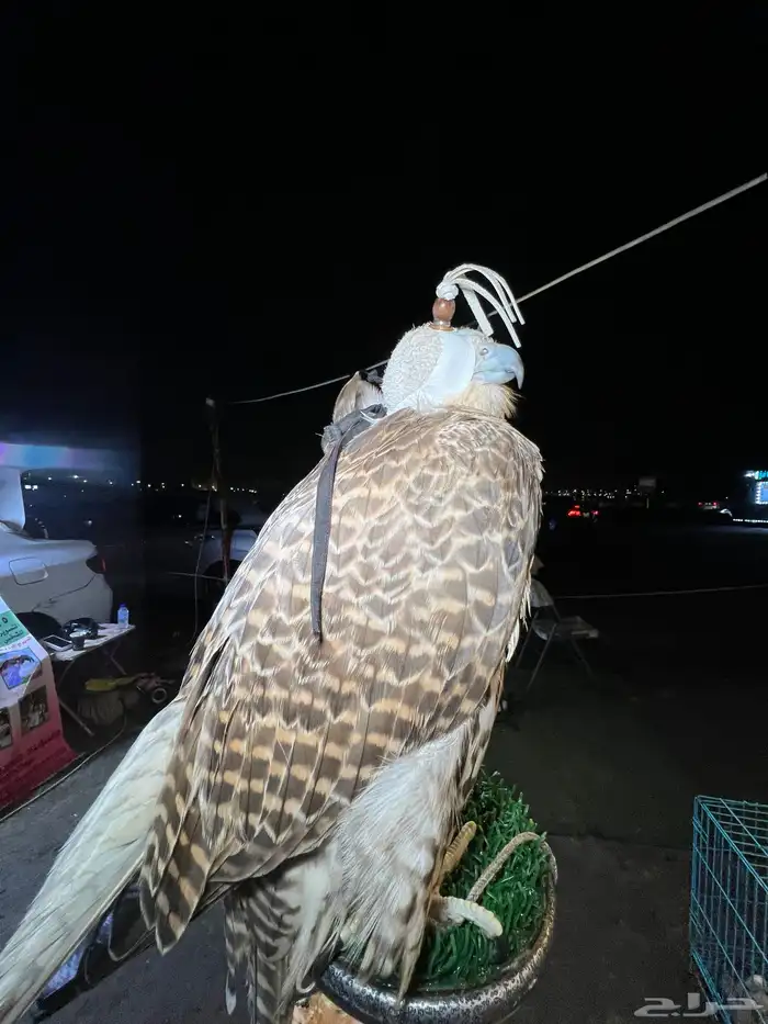 حديقة حيوانات متنقلة 2