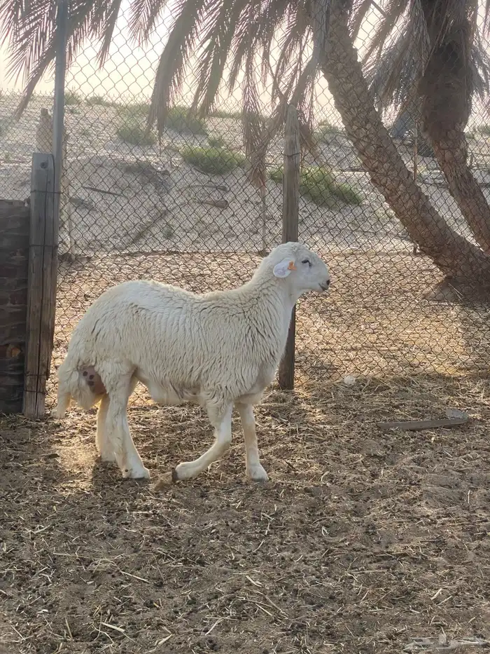 مشروع فحل معرف ( مباع ) 3