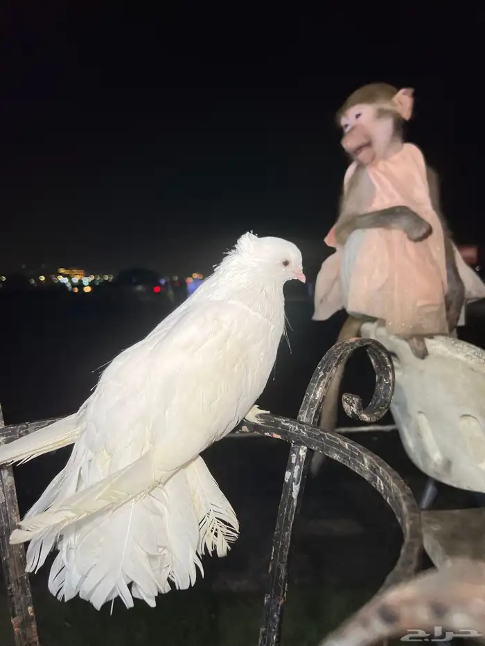 حديقة حيوانات متنقلة 6