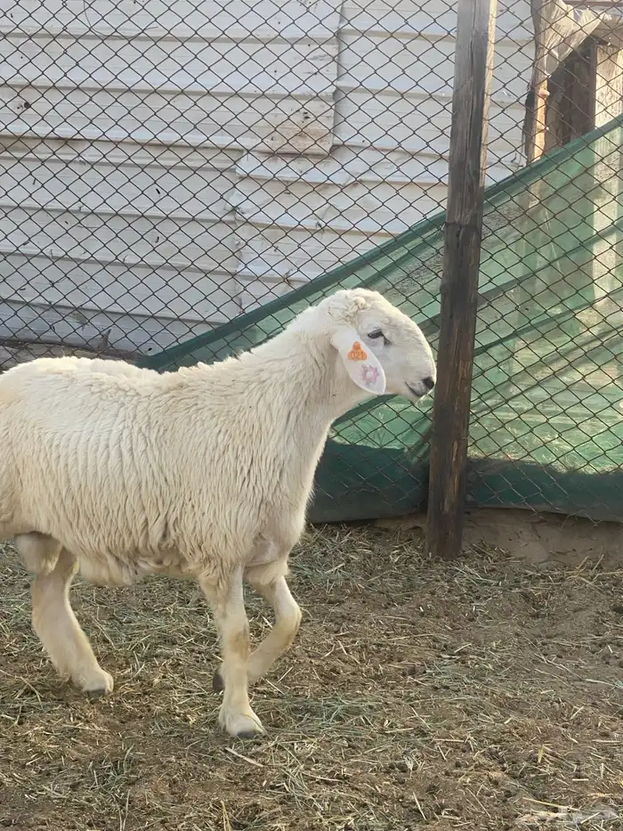 مشروع فحل معرف ( مباع ) 0