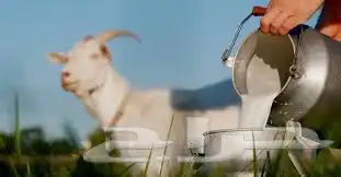 حليب ماعز 0