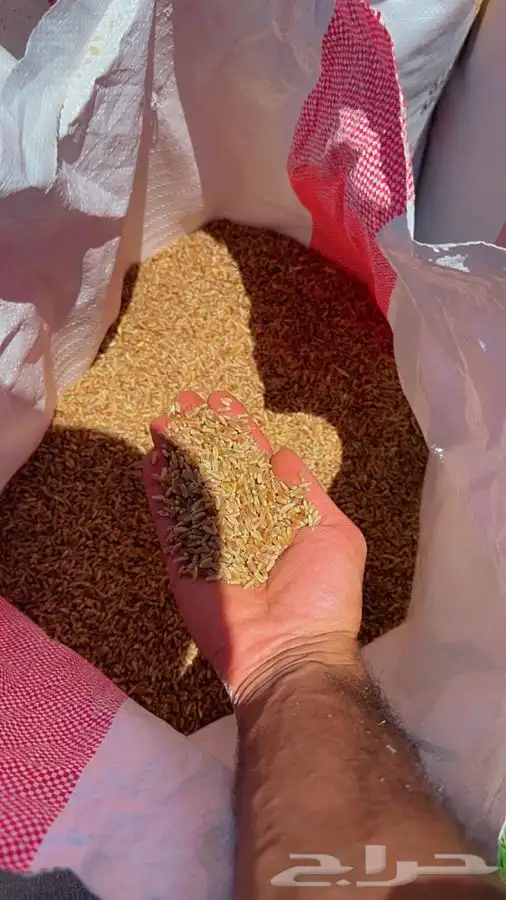 حنطة ( قمح نجراني فاخر ) 0