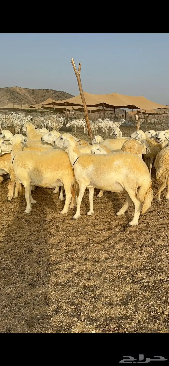 غنم حرية حرش صنف فاخر 78 بفحولها وتحتها 6 1