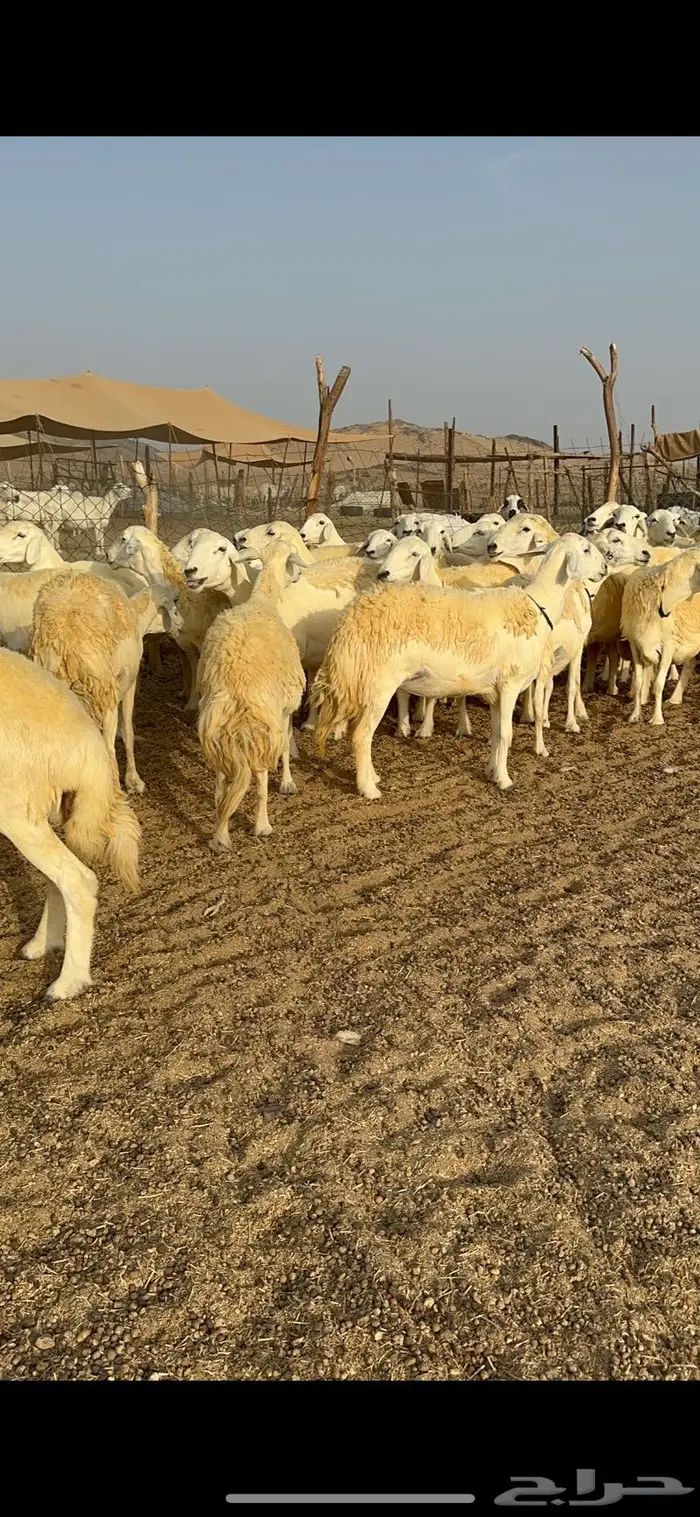 غنم حرية حرش صنف فاخر 78 بفحولها وتحتها 6 2