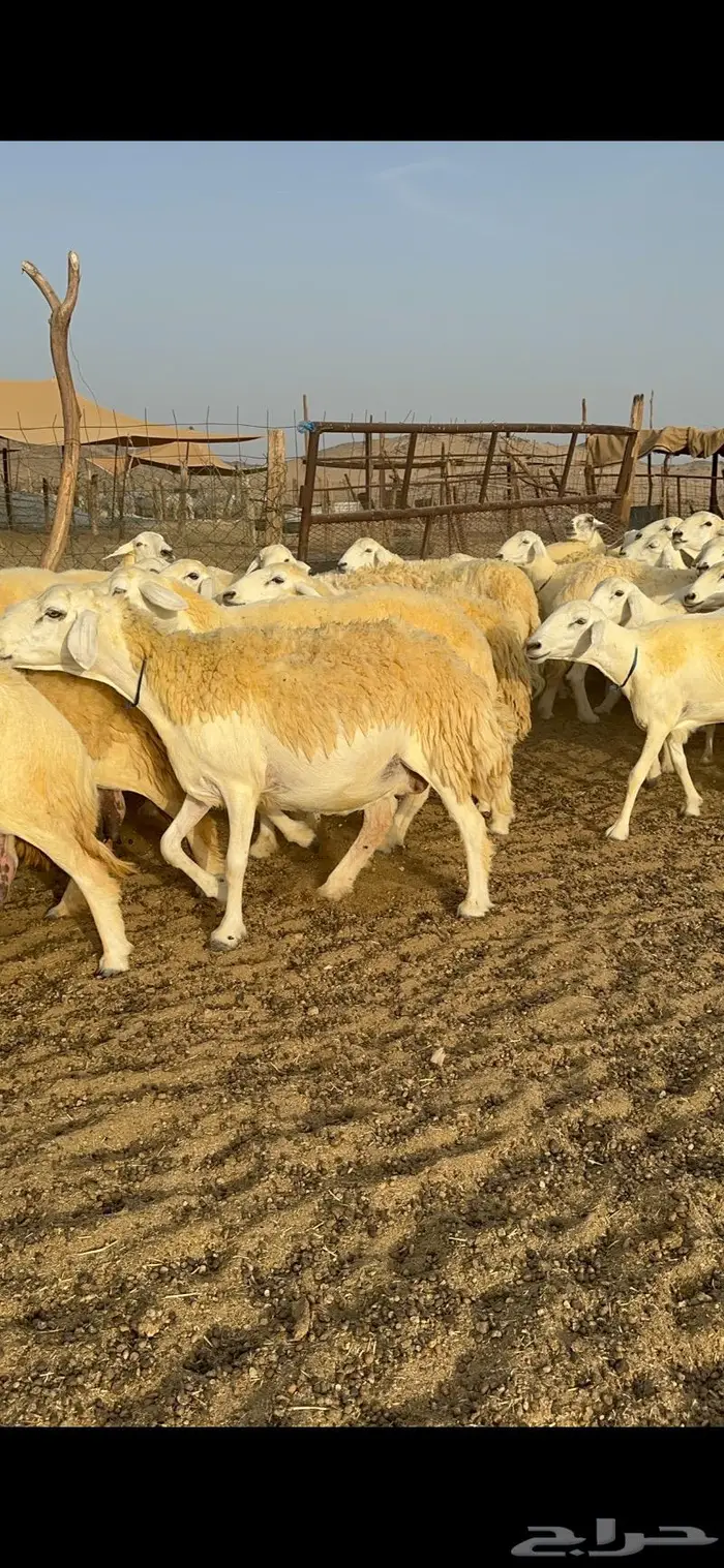 غنم حرية حرش صنف فاخر 78 بفحولها وتحتها 6 3