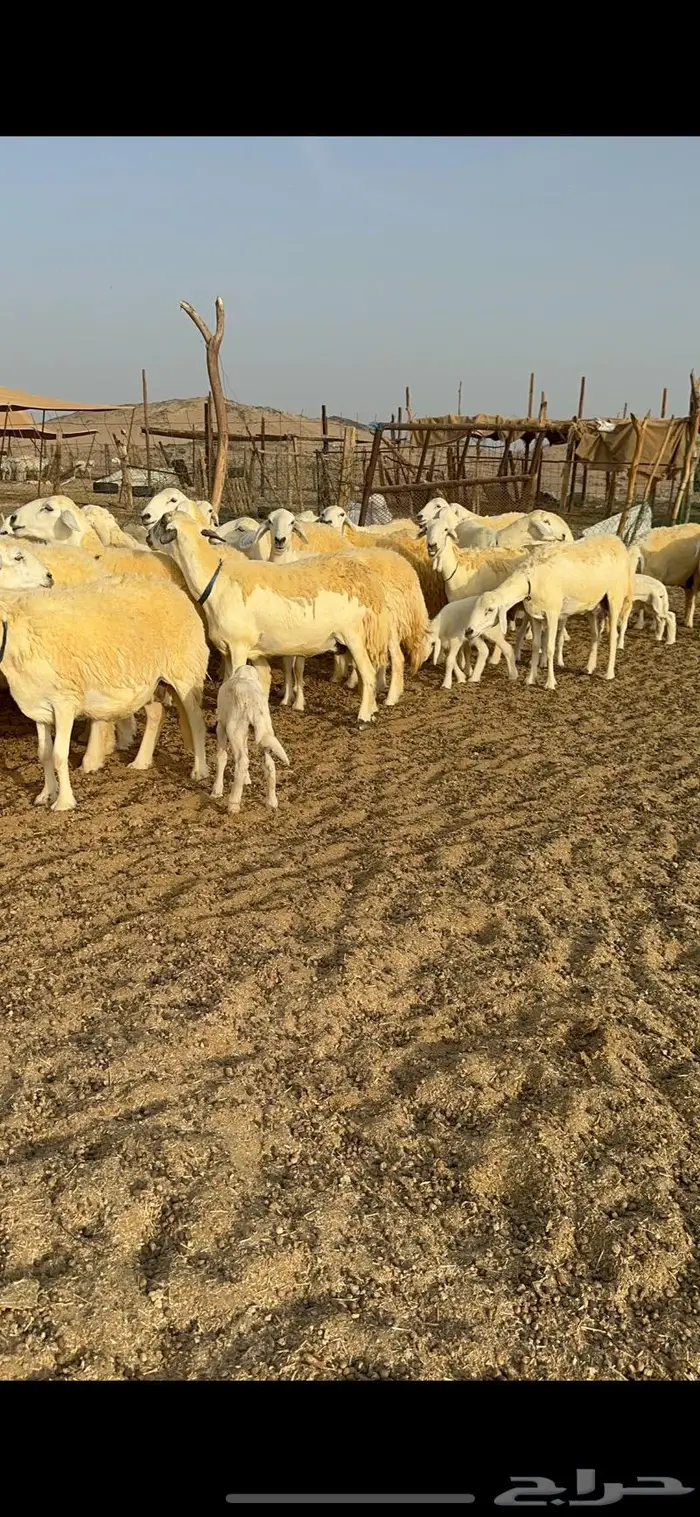 غنم حرية حرش صنف فاخر 78 بفحولها وتحتها 6 4