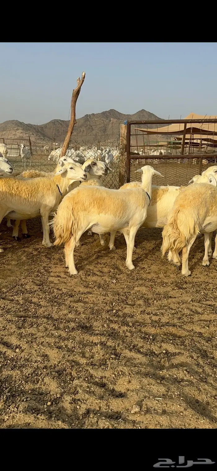 غنم حرية حرش صنف فاخر 78 بفحولها وتحتها 6 5