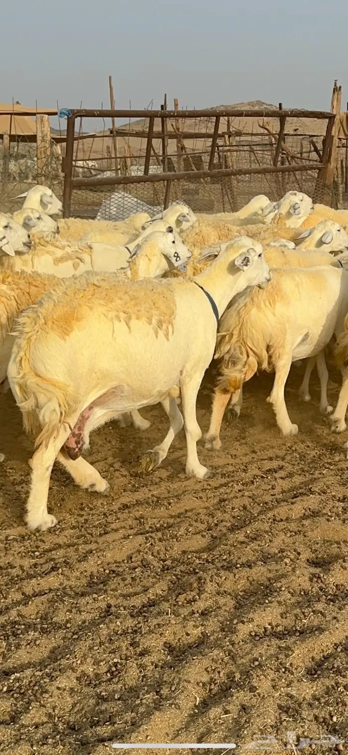 غنم حرية حرش صنف فاخر 78 بفحولها وتحتها 6 6