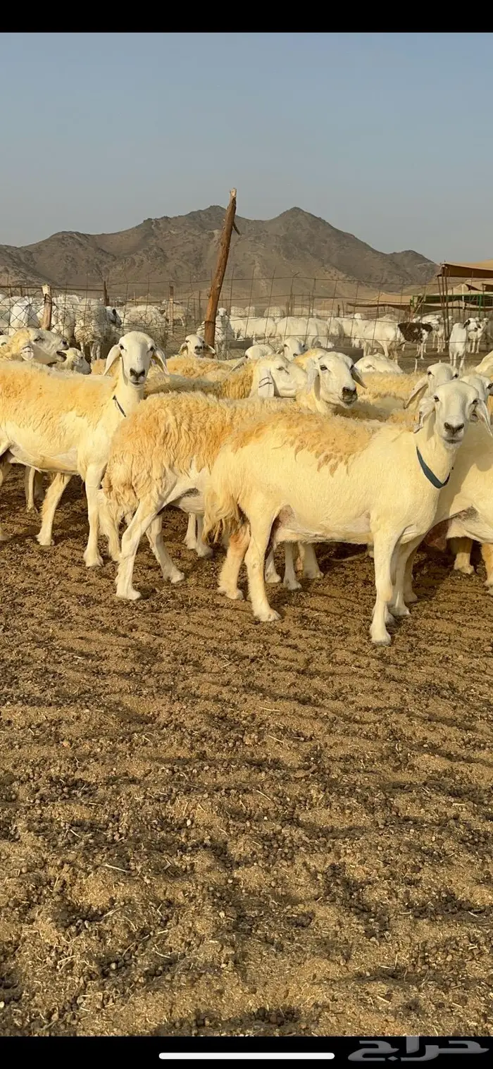 غنم حرية حرش صنف فاخر 78 بفحولها وتحتها 6 7