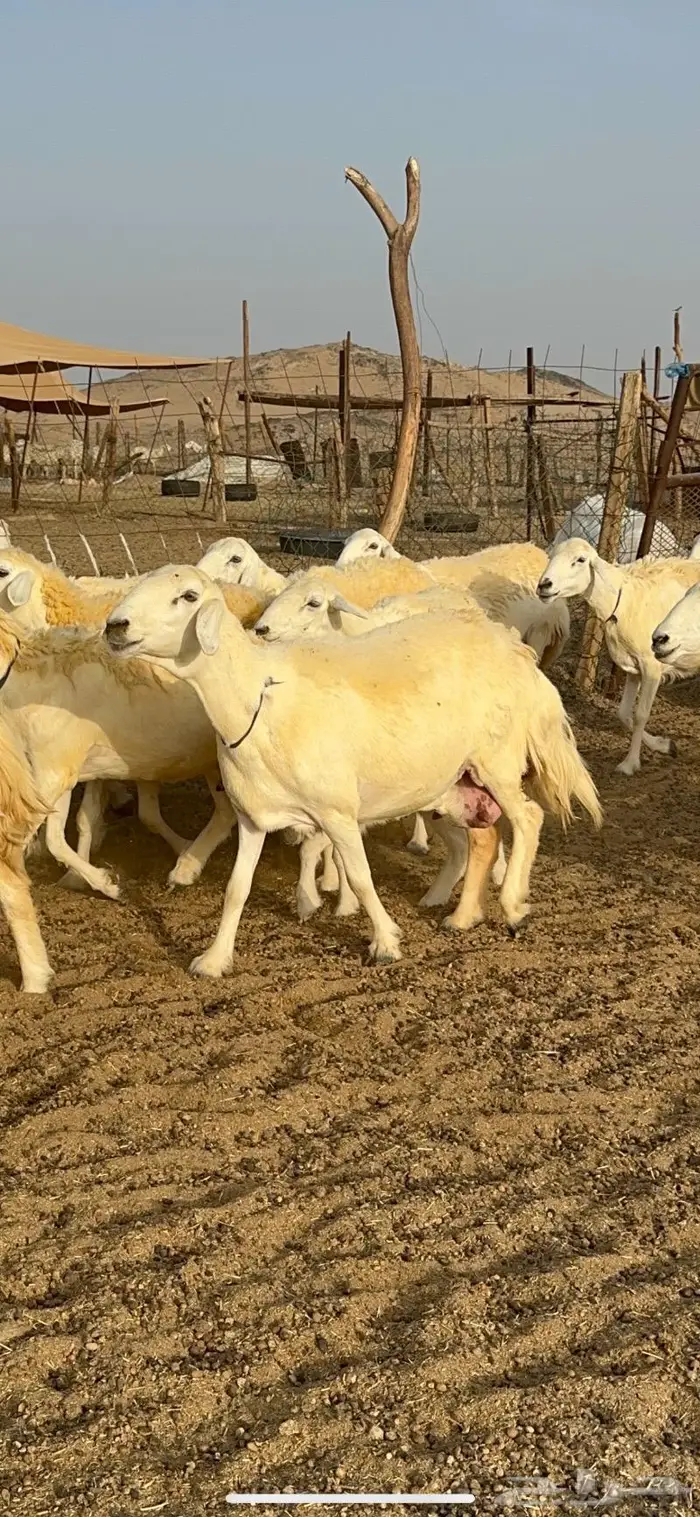 غنم حرية حرش صنف فاخر 78 بفحولها وتحتها 6 8