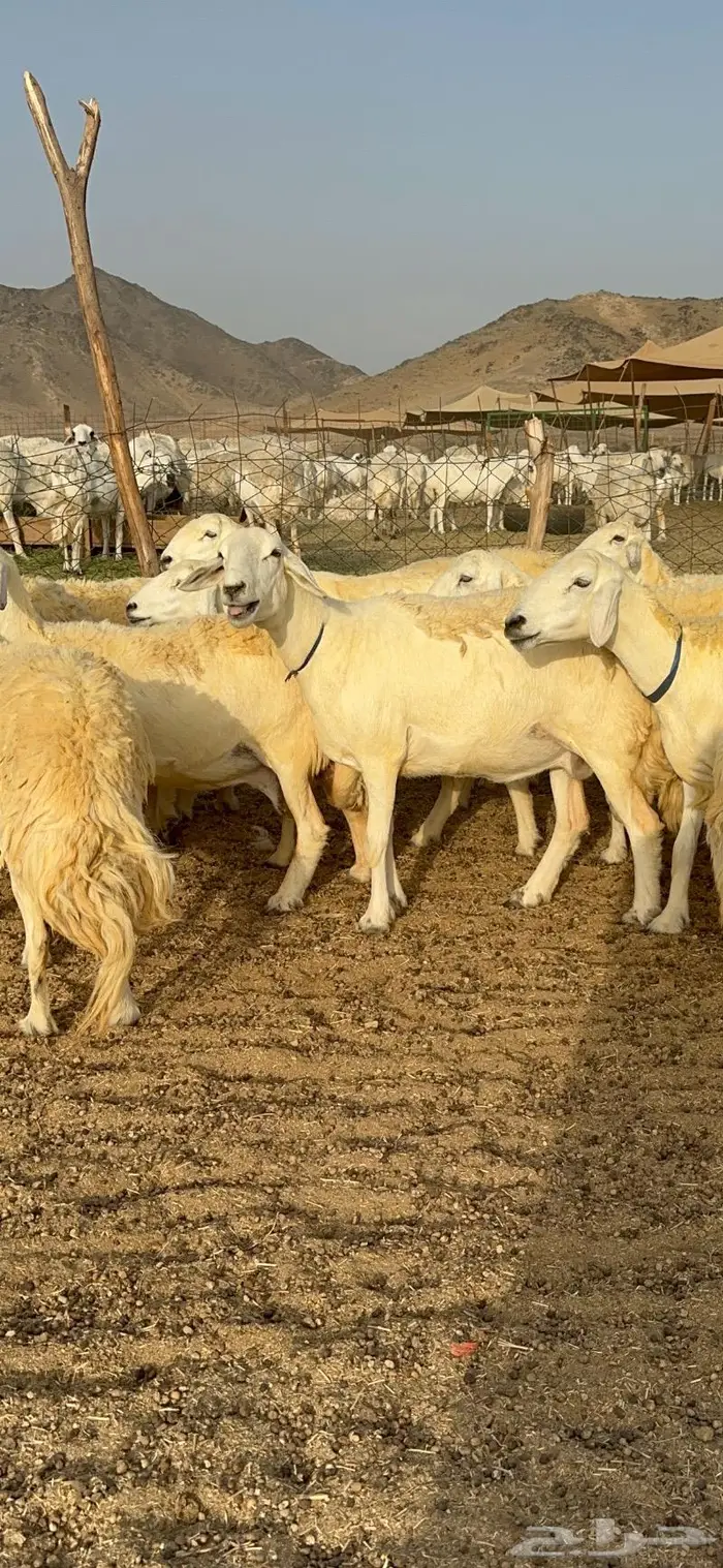 غنم حرية حرش صنف فاخر 78 بفحولها وتحتها 6 9