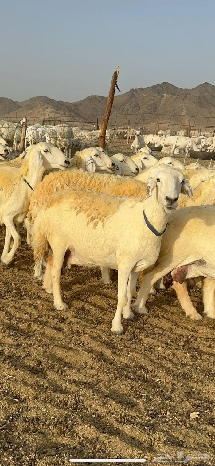 غنم حرية حرش صنف فاخر 78 بفحولها وتحتها 6 10