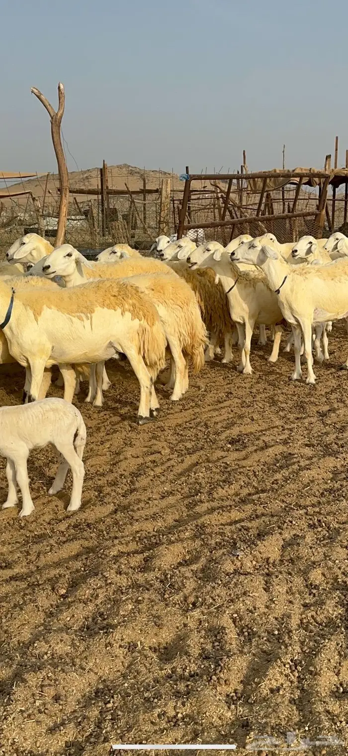 غنم حرية حرش صنف فاخر 78 بفحولها وتحتها 6 11