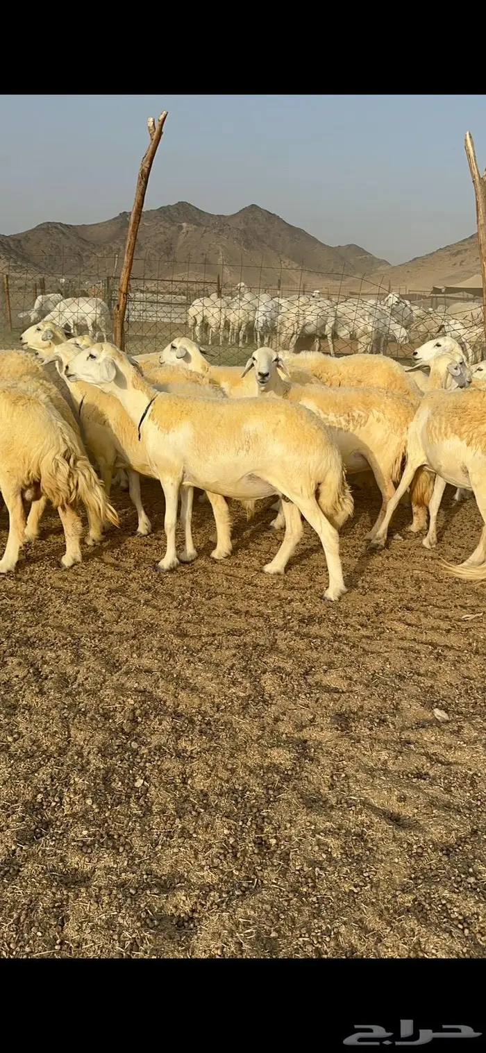 غنم حرية حرش صنف فاخر 78 بفحولها وتحتها 6 0