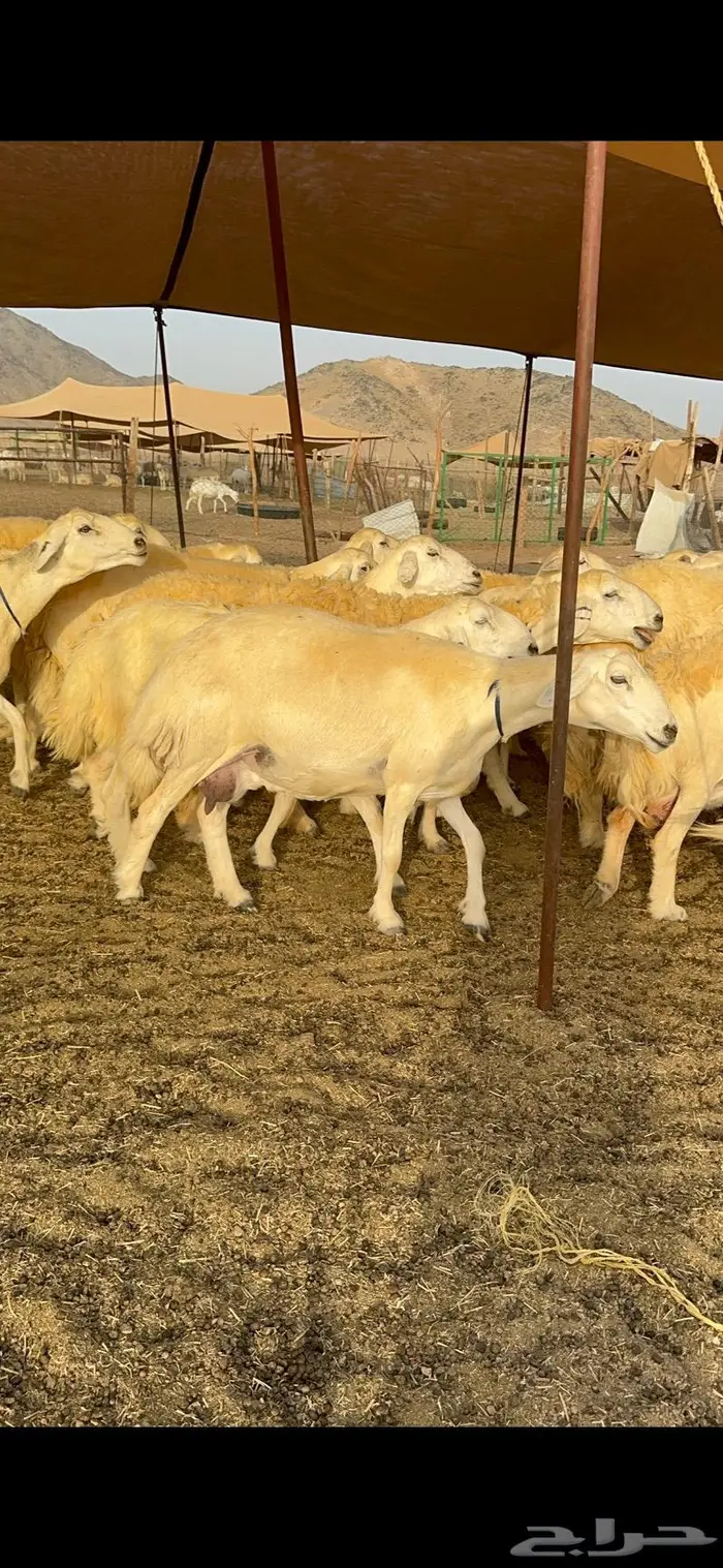 غنم حرية حرش صنف فاخر 78 بفحولها وتحتها 6 24