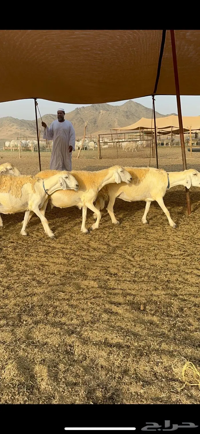 غنم حرية حرش صنف فاخر 78 بفحولها وتحتها 6 25