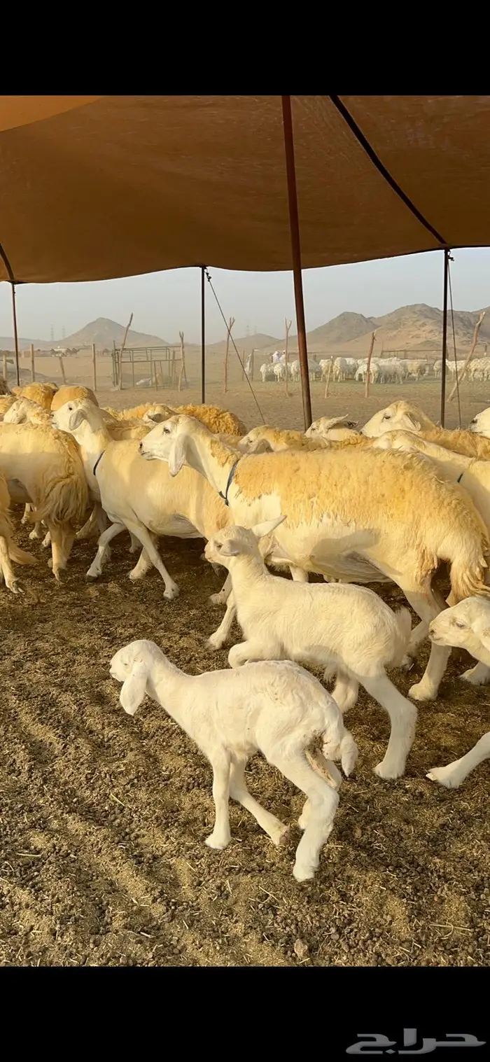 غنم حرية حرش صنف فاخر 78 بفحولها وتحتها 6 26