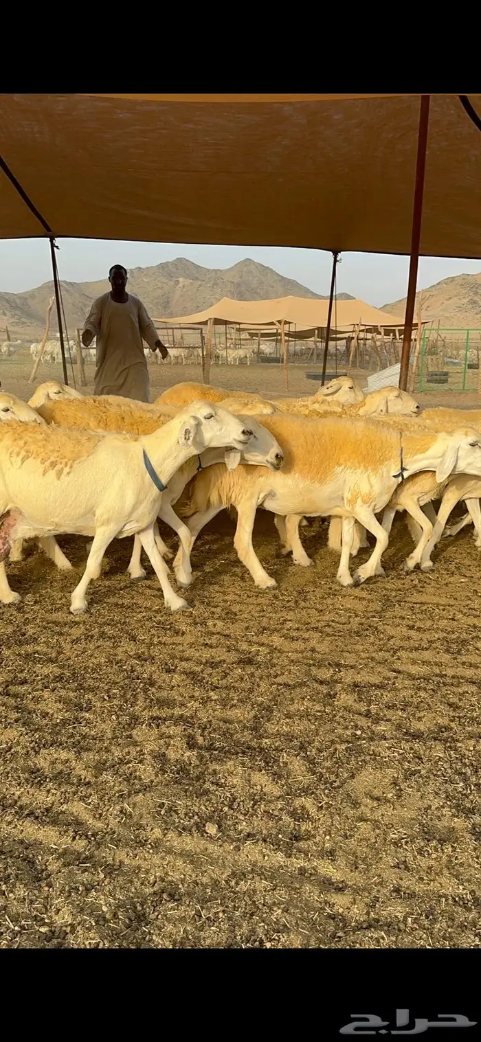 غنم حرية حرش صنف فاخر 78 بفحولها وتحتها 6 27