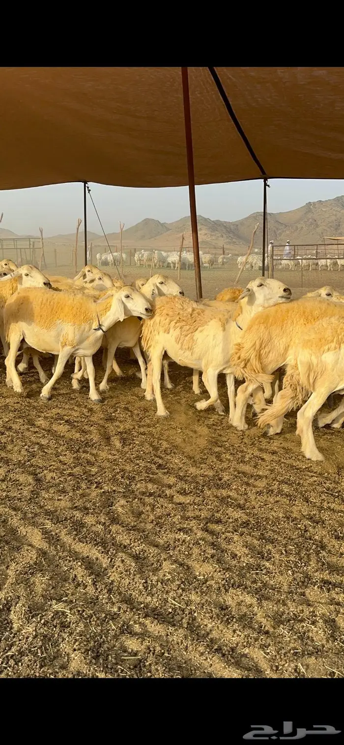 غنم حرية حرش صنف فاخر 78 بفحولها وتحتها 6 28