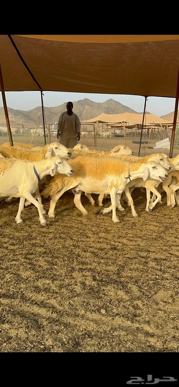 غنم حرية حرش صنف فاخر 78 بفحولها وتحتها 6 29