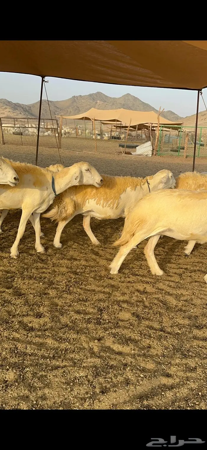 غنم حرية حرش صنف فاخر 78 بفحولها وتحتها 6 30