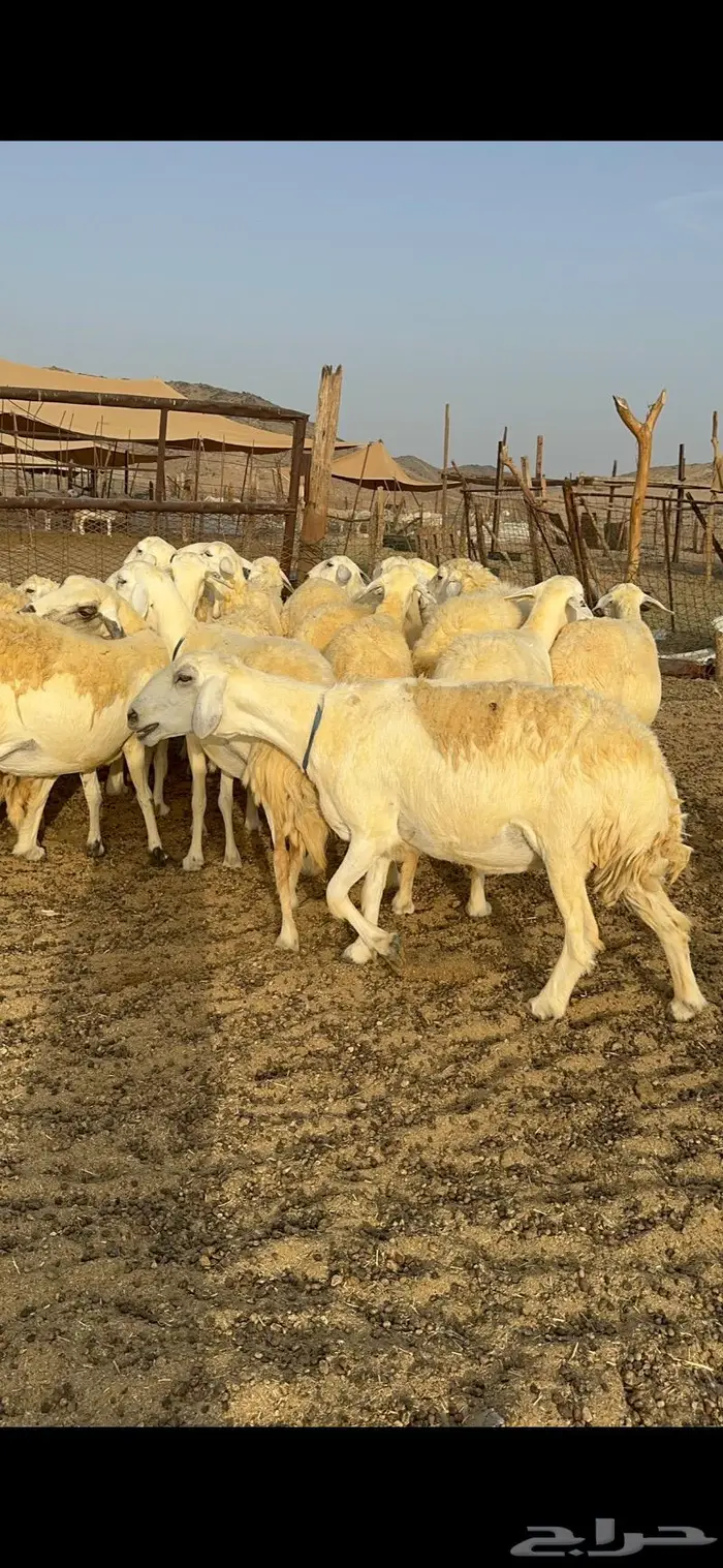 غنم حرية حرش صنف فاخر 78 بفحولها وتحتها 6 12