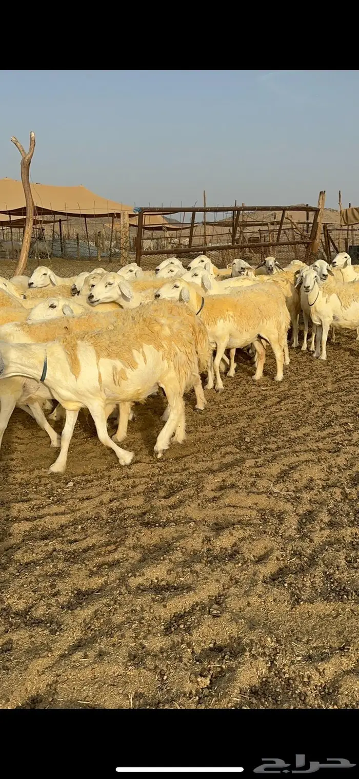 غنم حرية حرش صنف فاخر 78 بفحولها وتحتها 6 13