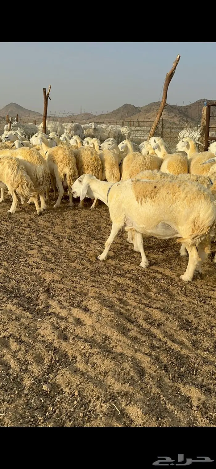 غنم حرية حرش صنف فاخر 78 بفحولها وتحتها 6 14