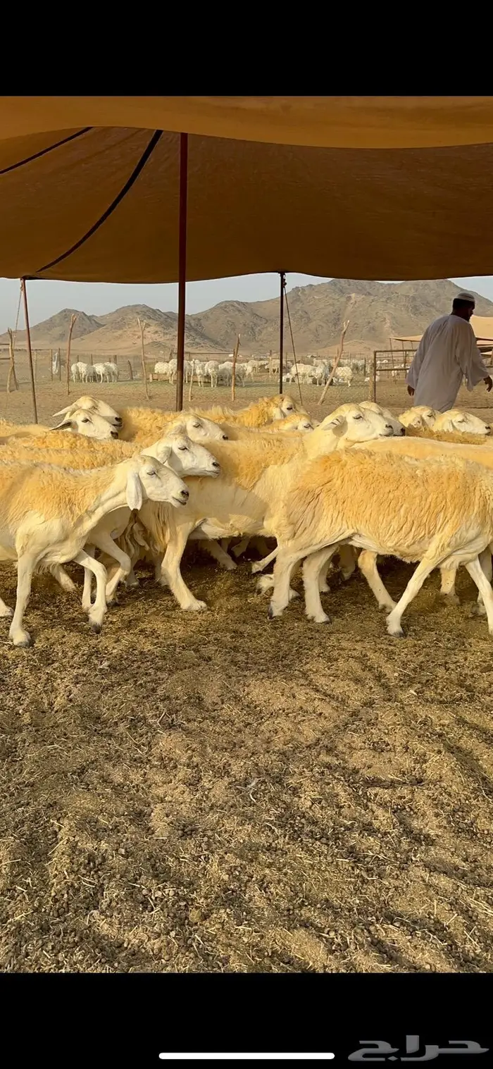 غنم حرية حرش صنف فاخر 78 بفحولها وتحتها 6 15