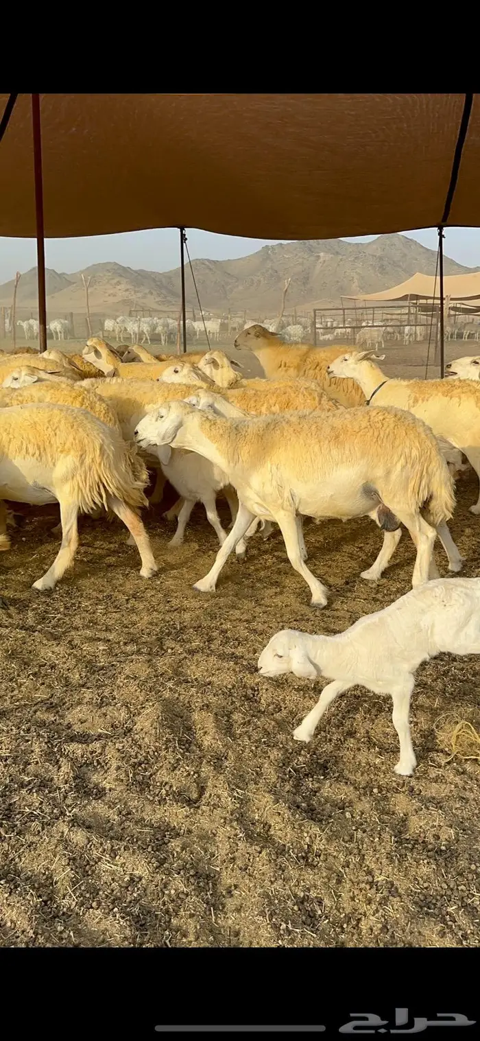 غنم حرية حرش صنف فاخر 78 بفحولها وتحتها 6 16