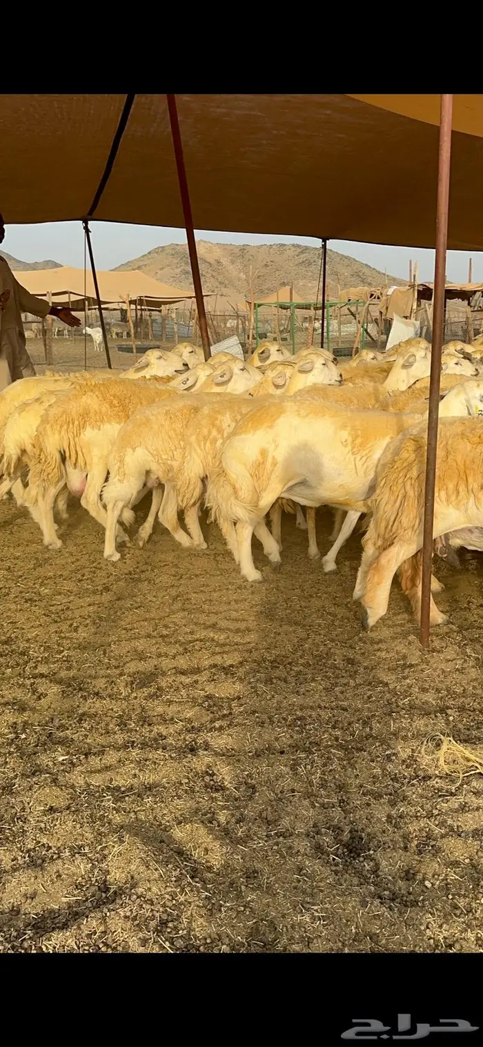 غنم حرية حرش صنف فاخر 78 بفحولها وتحتها 6 17