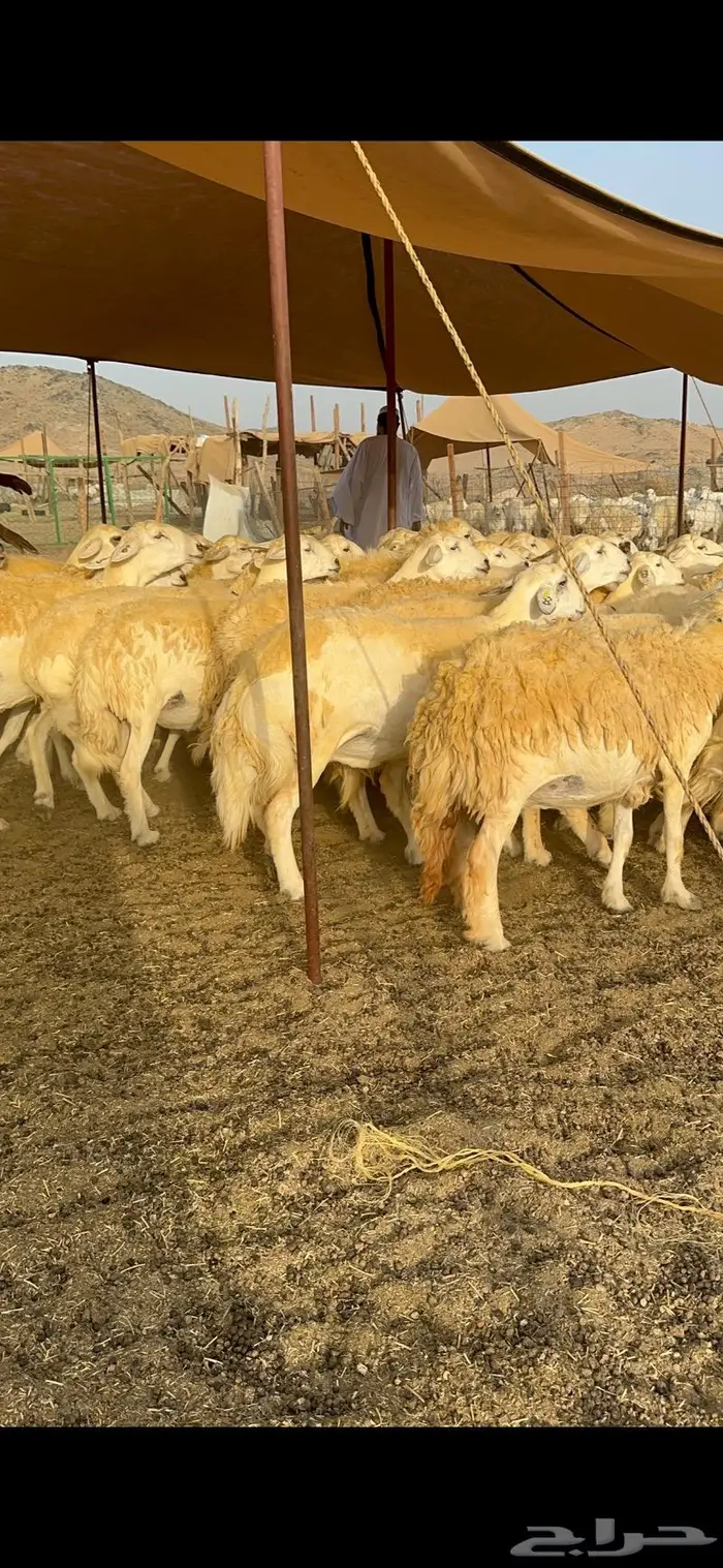 غنم حرية حرش صنف فاخر 78 بفحولها وتحتها 6 18