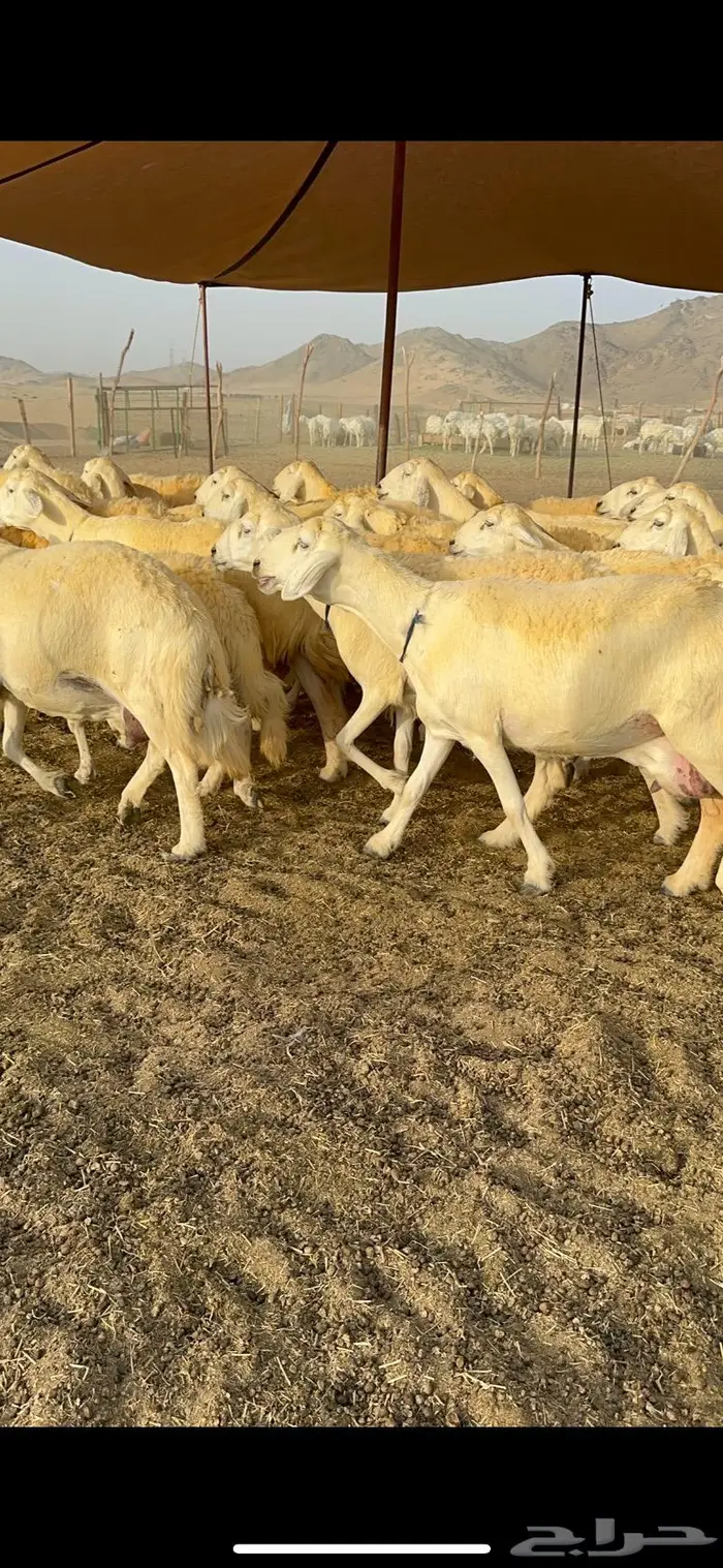 غنم حرية حرش صنف فاخر 78 بفحولها وتحتها 6 19