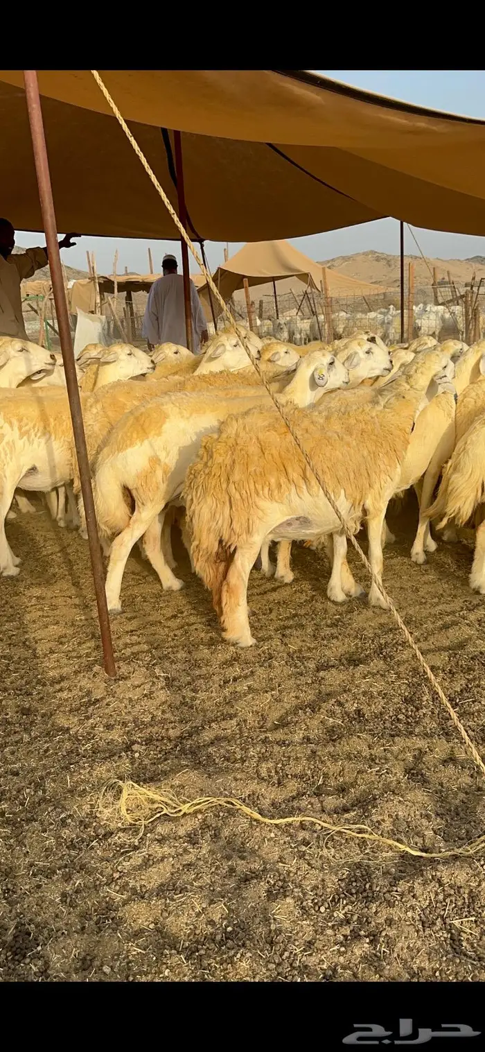 غنم حرية حرش صنف فاخر 78 بفحولها وتحتها 6 20